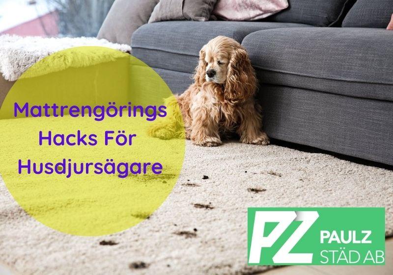 mattrengöring tips för husdjursägare