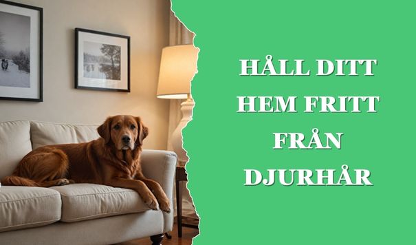 Håll ditt hem fritt från djurhår